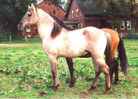 Лошадь породы першерон - характеристика породы и особенности ухода