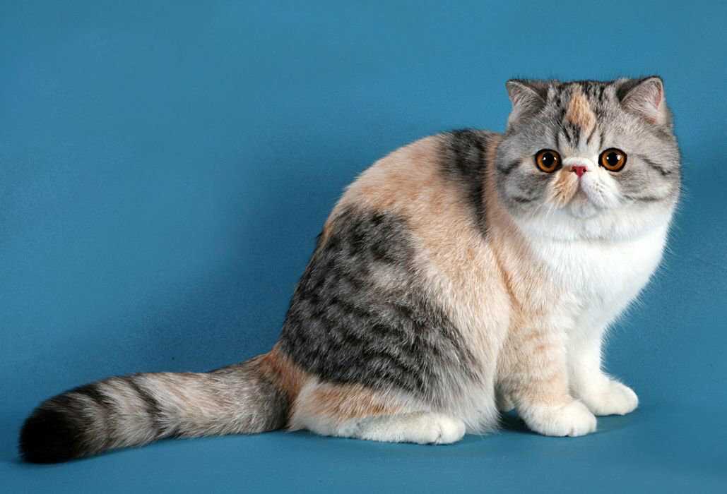 Экзотическая короткошерстная — описание пород котов