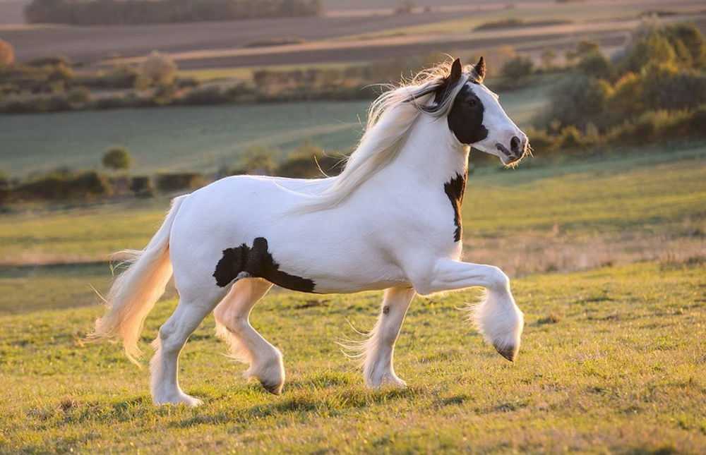 Породистый конь. Лошади породы Тинкер. Цыганская упряжная лошадь (Тинкер, ирландский КОБ). Лошадь породы цыганская упряжная. Тинкер цыганская упряжная.