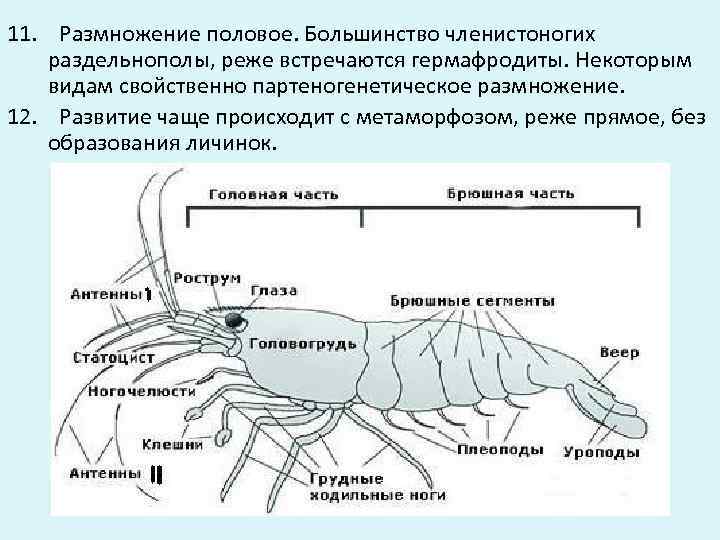 Лекция 7. тип членистоногие (arthropoda), класс ракообразные (crustacea)