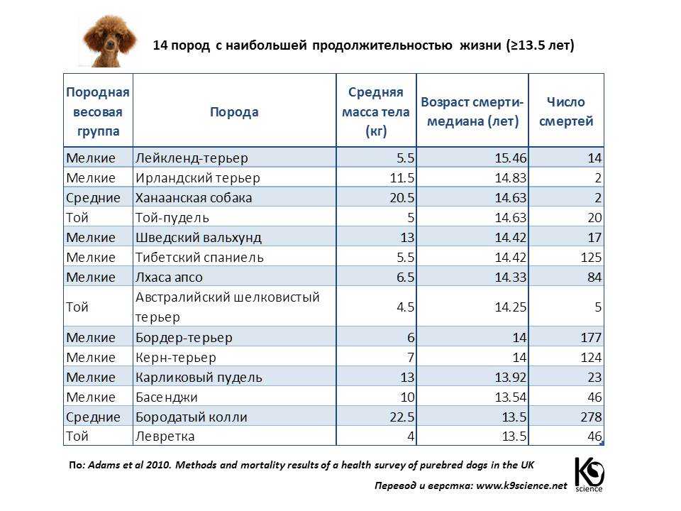 ᐉ сколько живут дворовые собаки? - zoomanji.ru