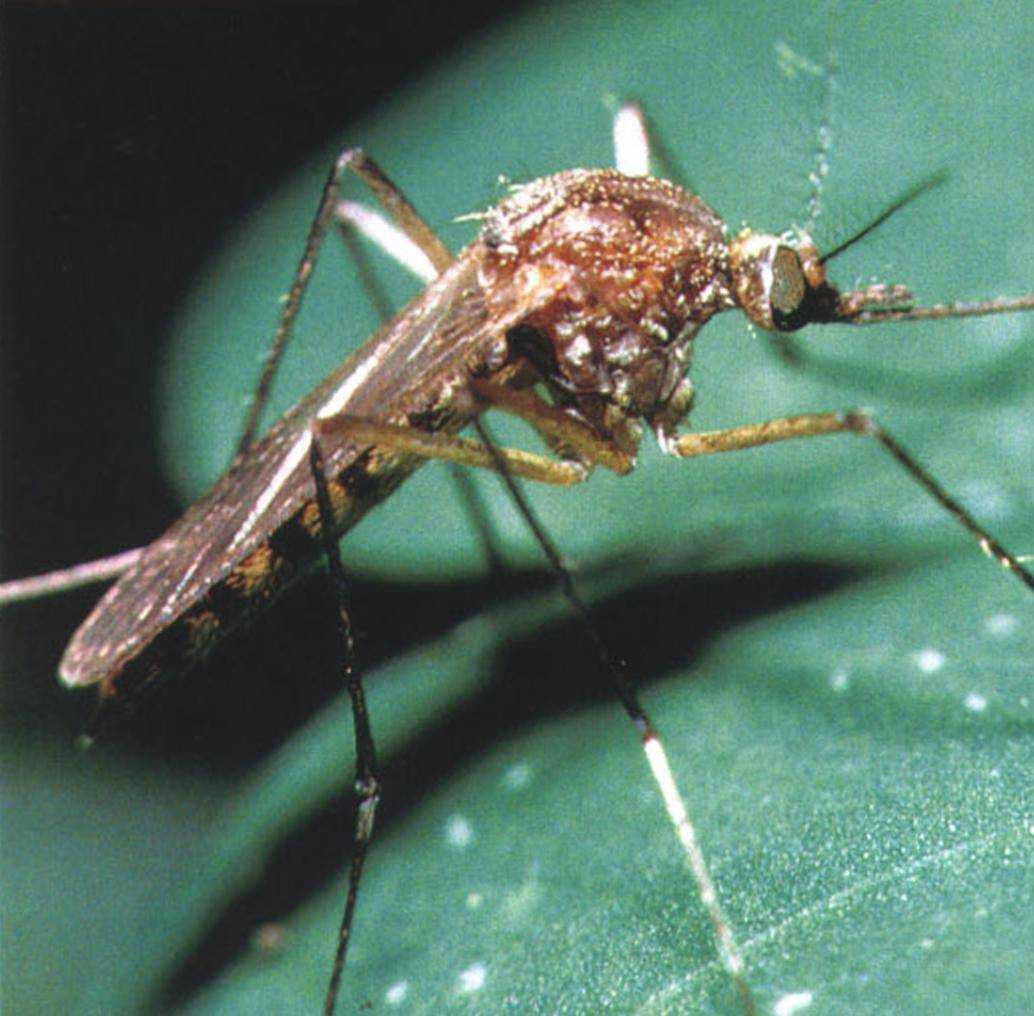 Комар. укус комара