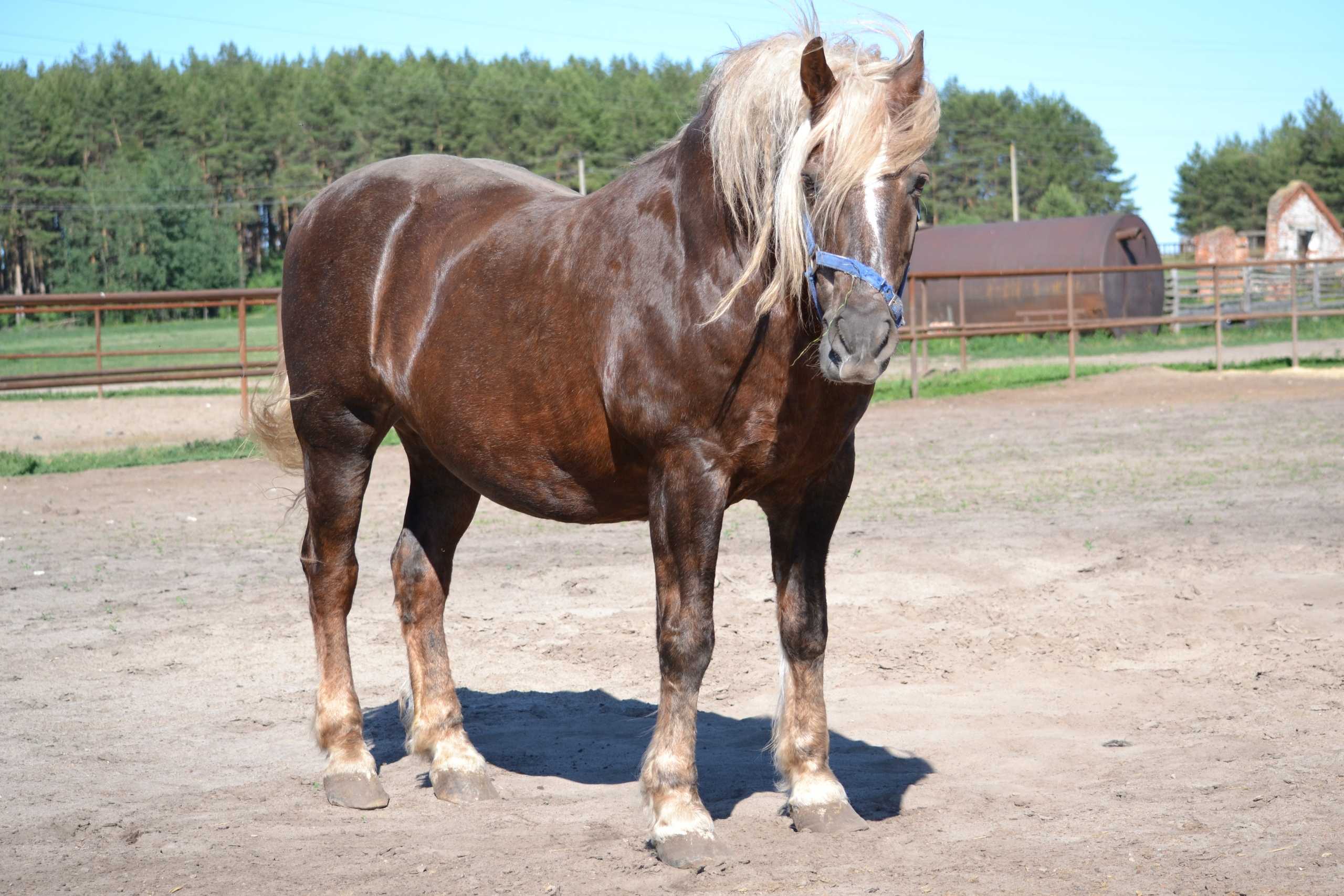 Лошади тяжеловозы — обзор пород, характеристики
