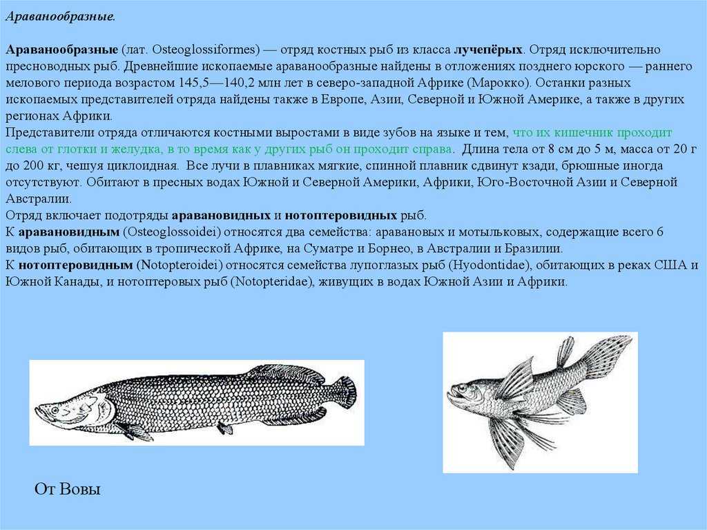 Класс: actinopterygii = лучепёрые рыбы