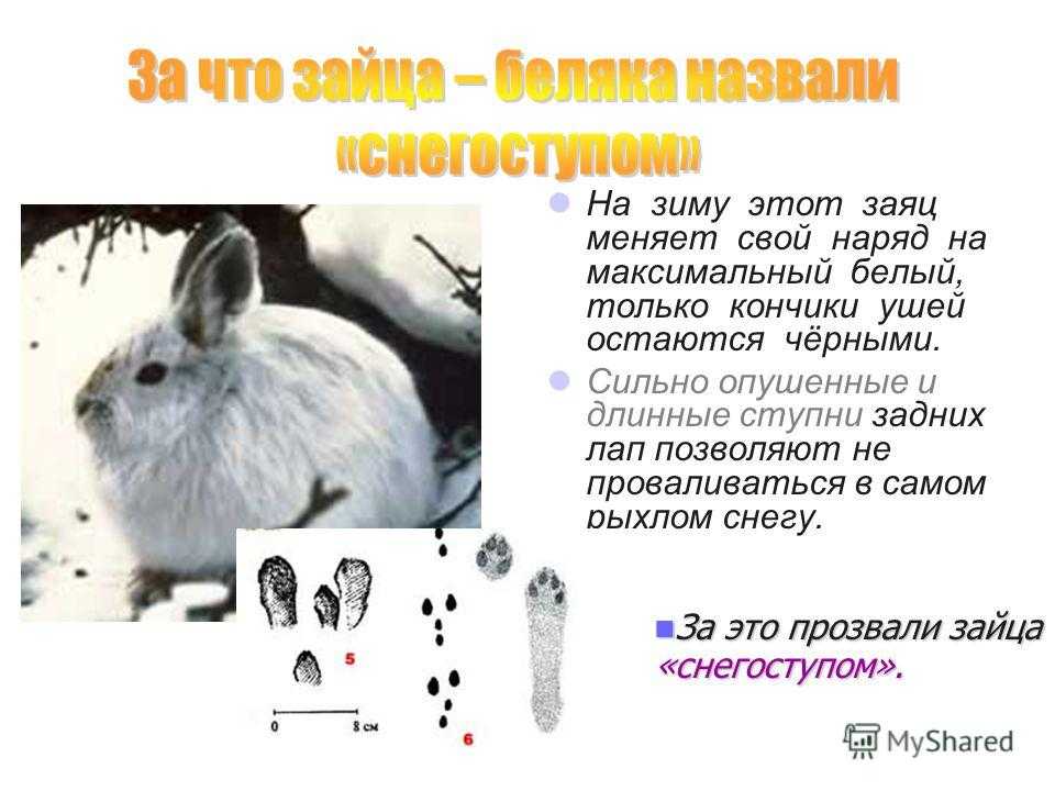 Презентация заяц беляк