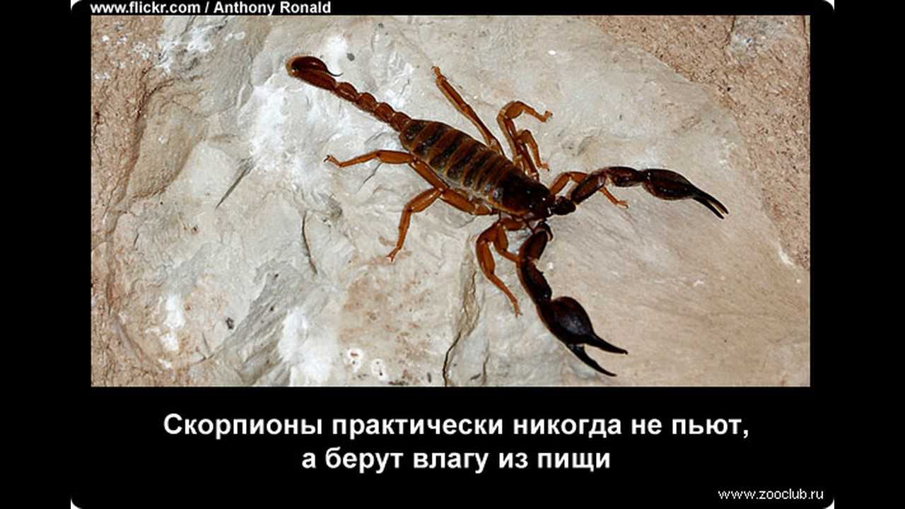 Самые интересные факты о скорпионах ? (+15 фото)