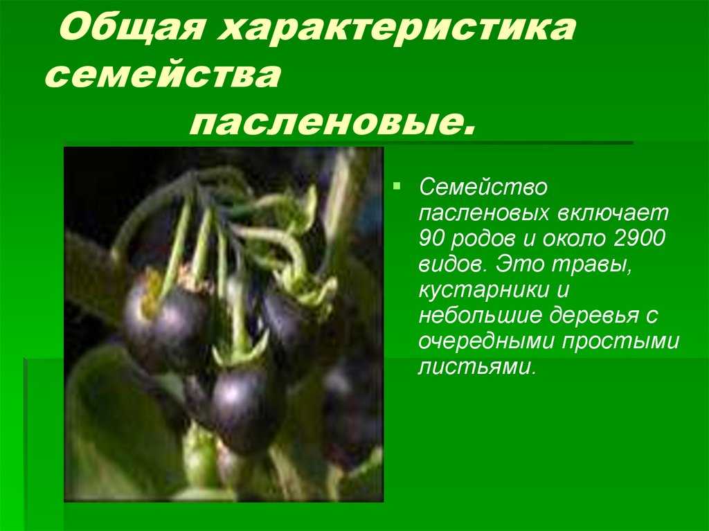 Картофель клубненосный 
(solanum tuberosum l.)