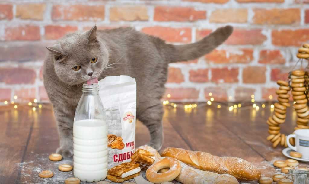 Рацион и режим питания британской породы кошек