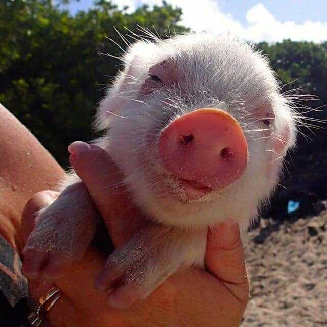 Почему свиньи так любят валяться в грязи?