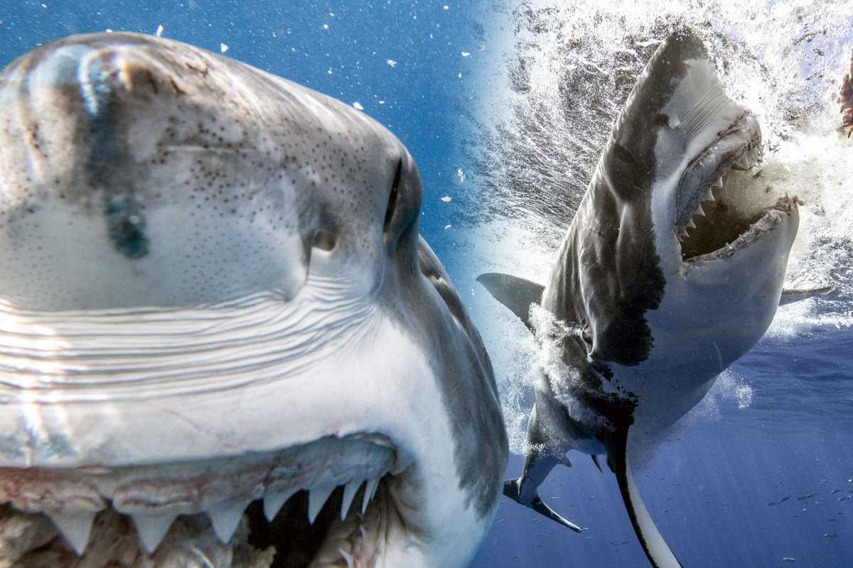 Виды акул – описание, название, фото, отряды акул | список акул