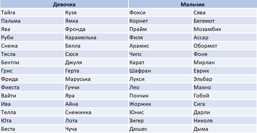 Популярные имена для кошек. Распространённые клички кошек. Кошачьи имена список женские. Турецкое имя кота.