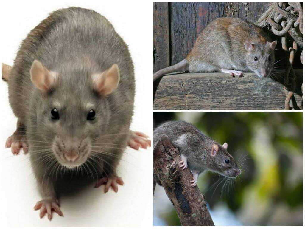Вы что-то слышали о крысах? забудьте! ч. 1 - крысы, домашние животные, содержание крыс