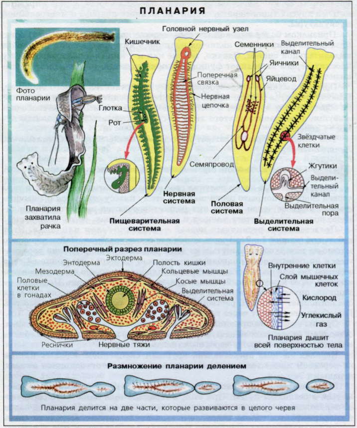 Системы органов планарии. Пищеварительная система плоских червей. Схема строения планарии. Схема пищеварительной системы планарии. Кишечник беспозвоночные