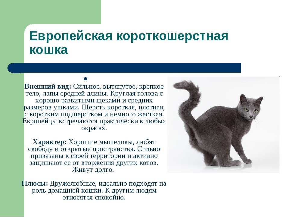 Уссурийская кошка 🐈- характеристики, фото, характер, правила ухода и содержания | for-pet