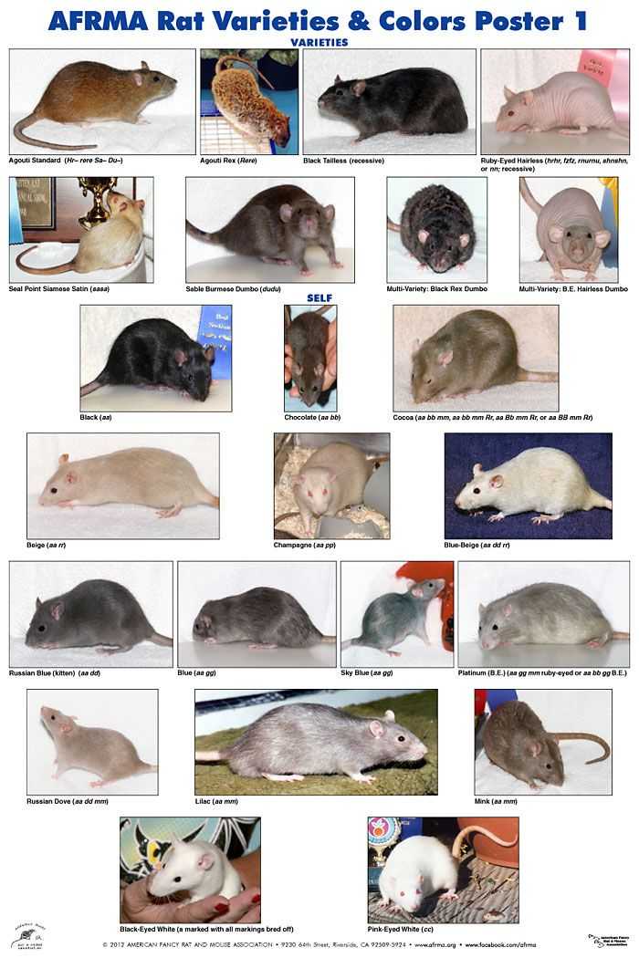 Породы декоративных крыс: описание и отличия видов домашних крыс
