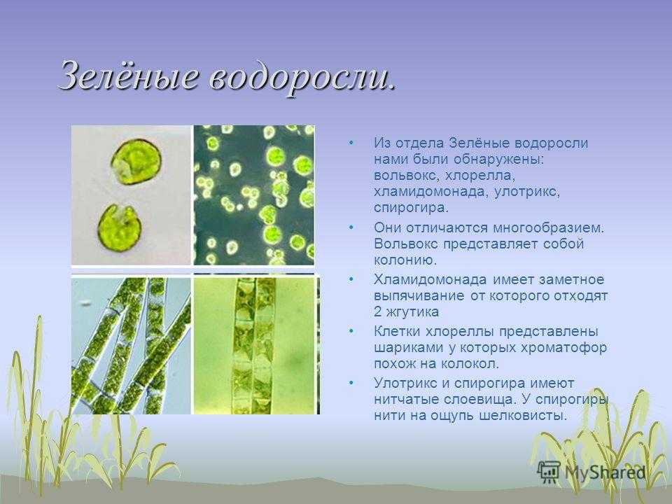 Отдел зеленые водоросли представители. Хроматофор вольвокса. - Хлорелла - хламидомонада - ламинария. Одноклеточные водоросли вольвокс. Зеленые водоросли хламидомонада хлорелла.