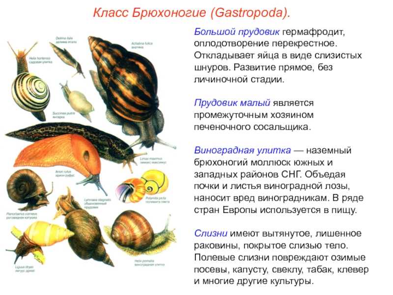 Прудовики: описание пресноводных моллюсков