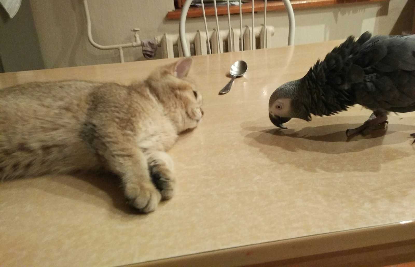 Видео, где кот гладит попугая Рыжая кошка трогает лапой волнистого попугайчика
