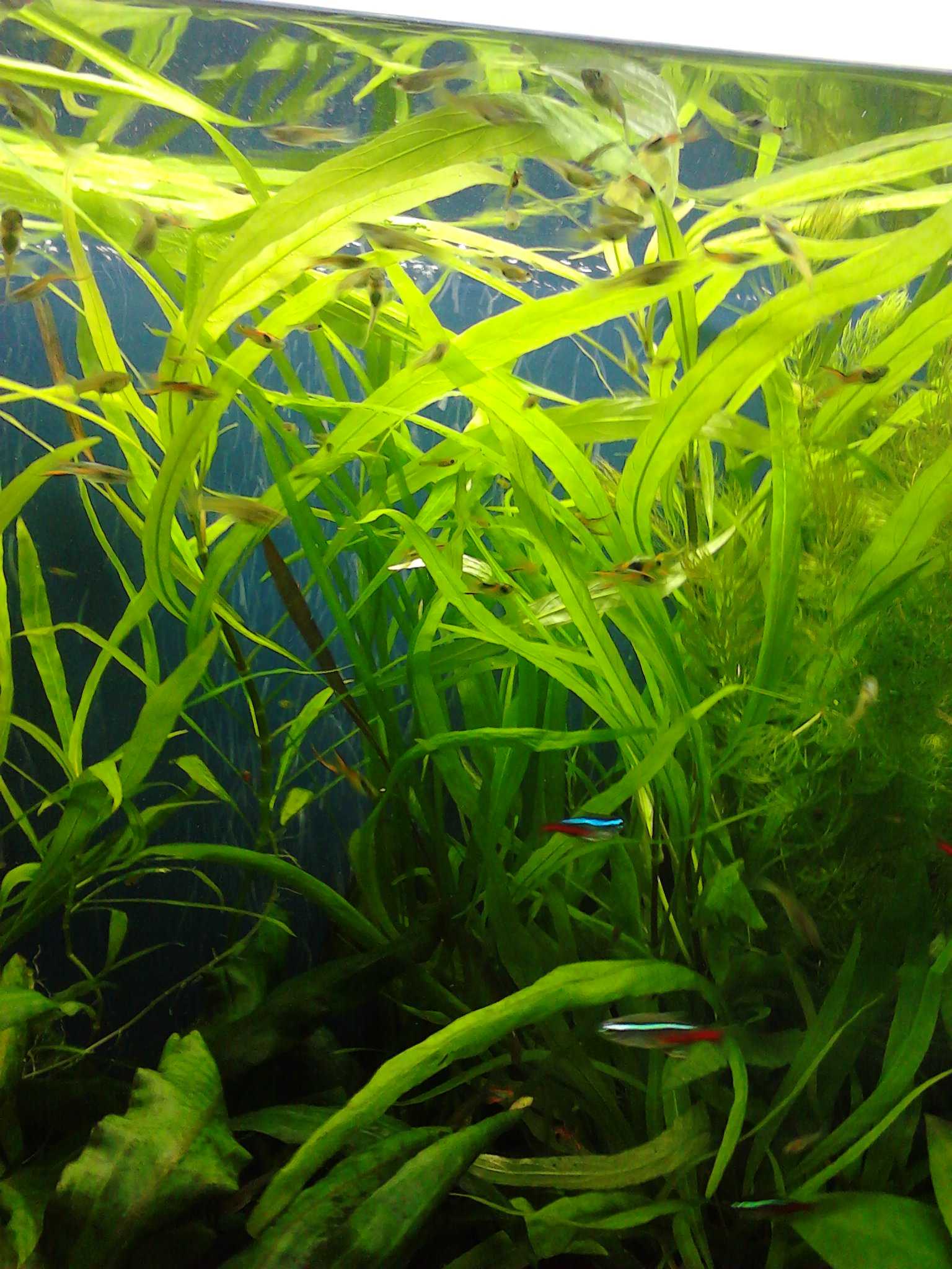 Гигрофила - аквариумные растения