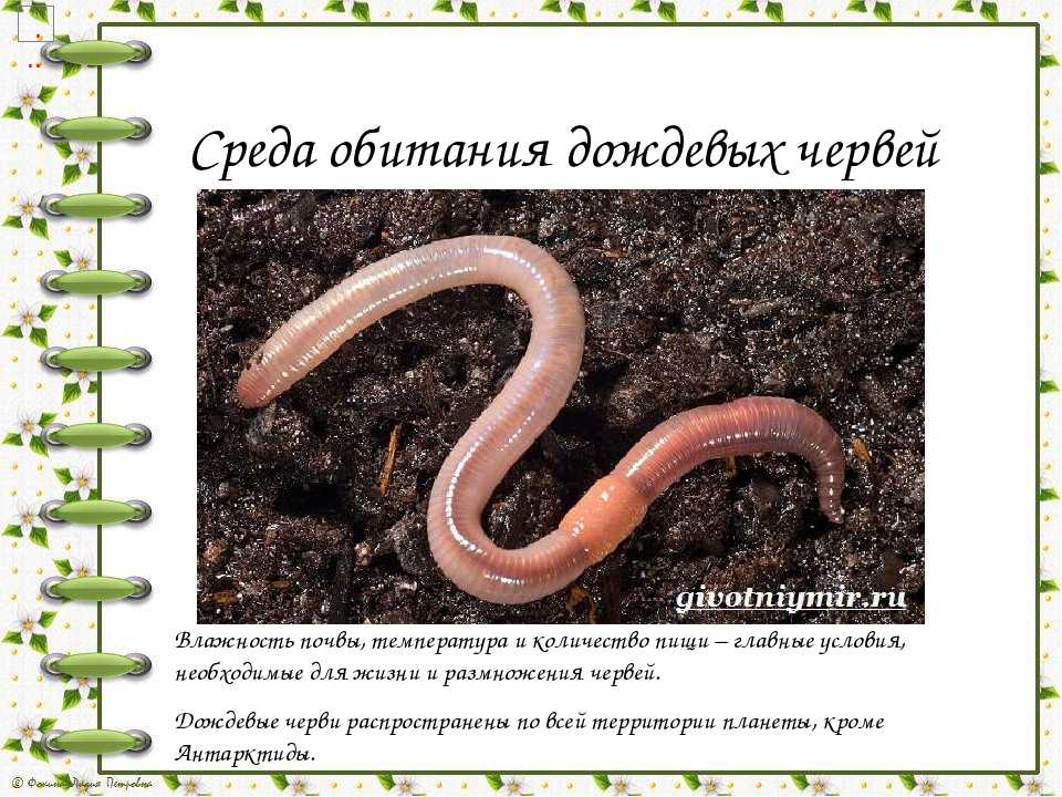 Приспособления червя к почвенной среде