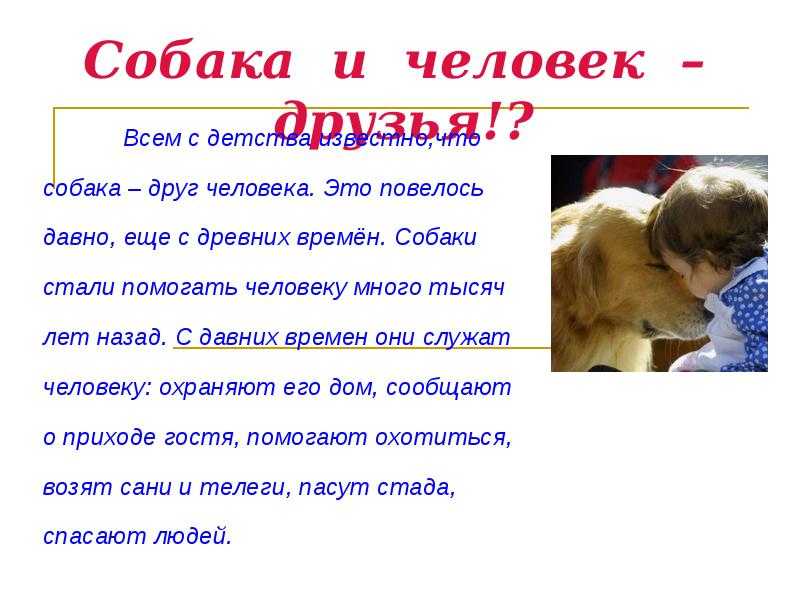 Почему собаки верны человеку. Собака друг человека. Собака друг человека презентация. Человек собаке друг текст. Почему собака друг человека.