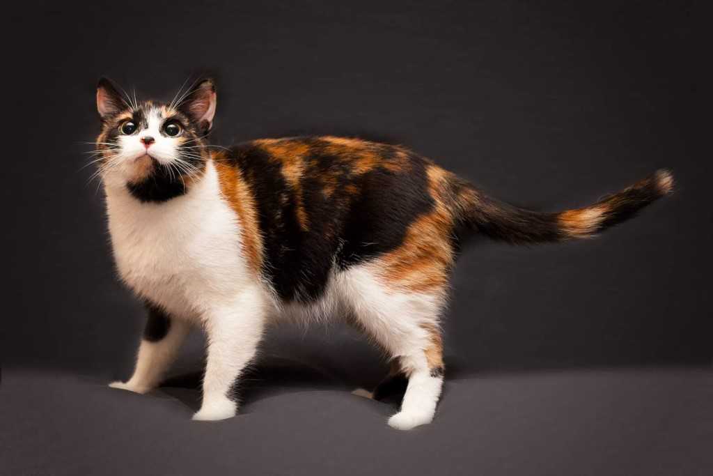 Породы трехцветных кошек с фотографиями