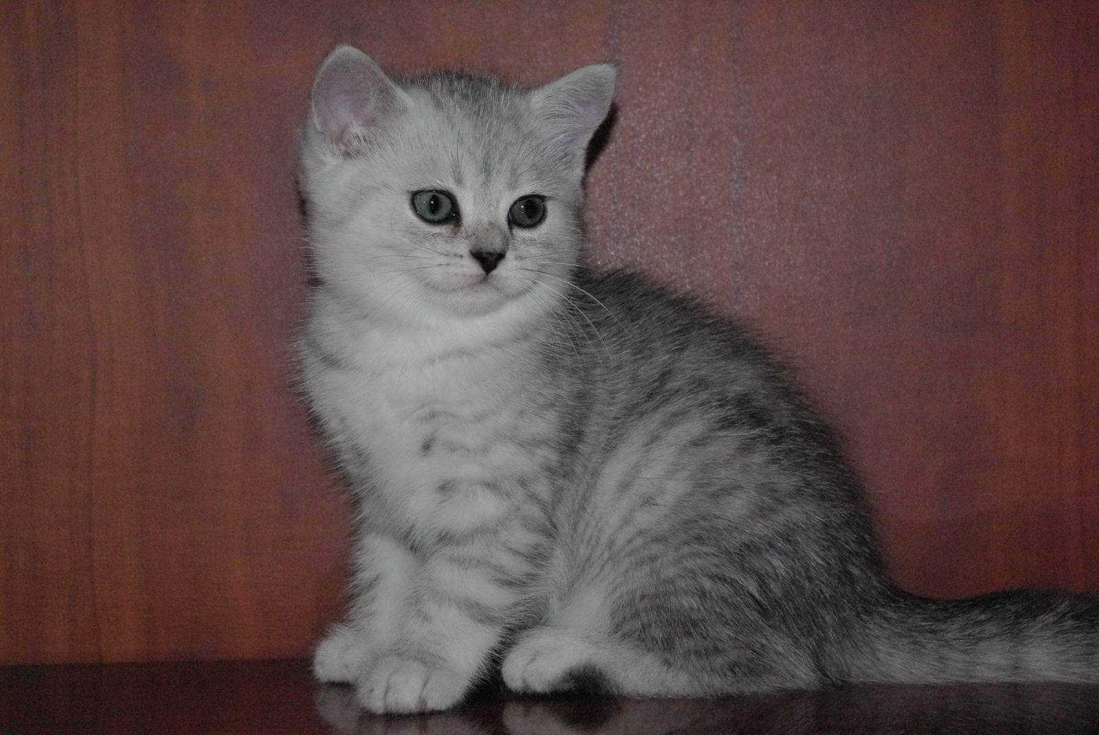 Чёрно-белый окрас кошек: стандарты и особенности, породы с описанием, фото котов