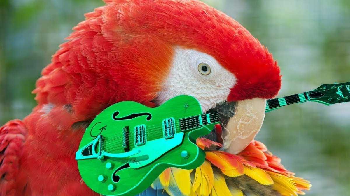 Пение попугая веселая. Попугай музыкальная. Крутой попугай. Попугай рок. Попугай с гитарой.