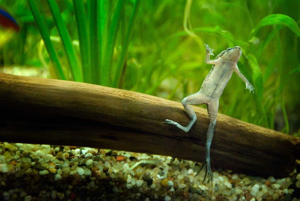 Карликовая лягушка гименохирус в аквариуме: содержание, кормление
