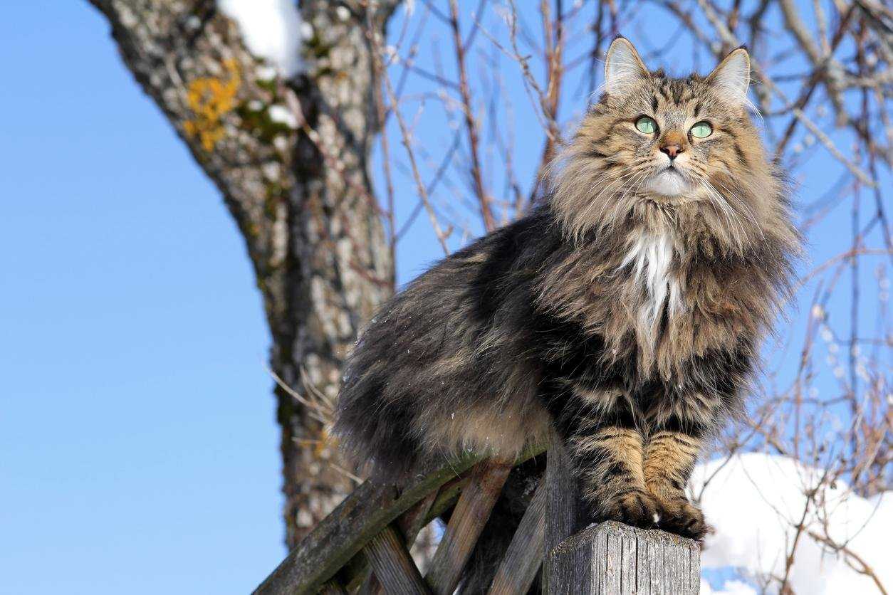 Описание породы норвежская лесная кошка — как не спутать «интеллектуального охотника» с обычным дворовым пушистиком