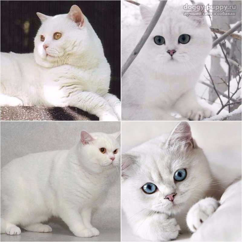 Окрасы британской кошки