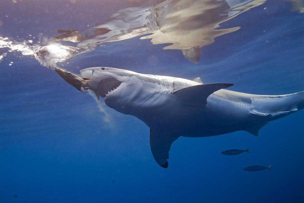 Китовая акула | зоовики | fandom