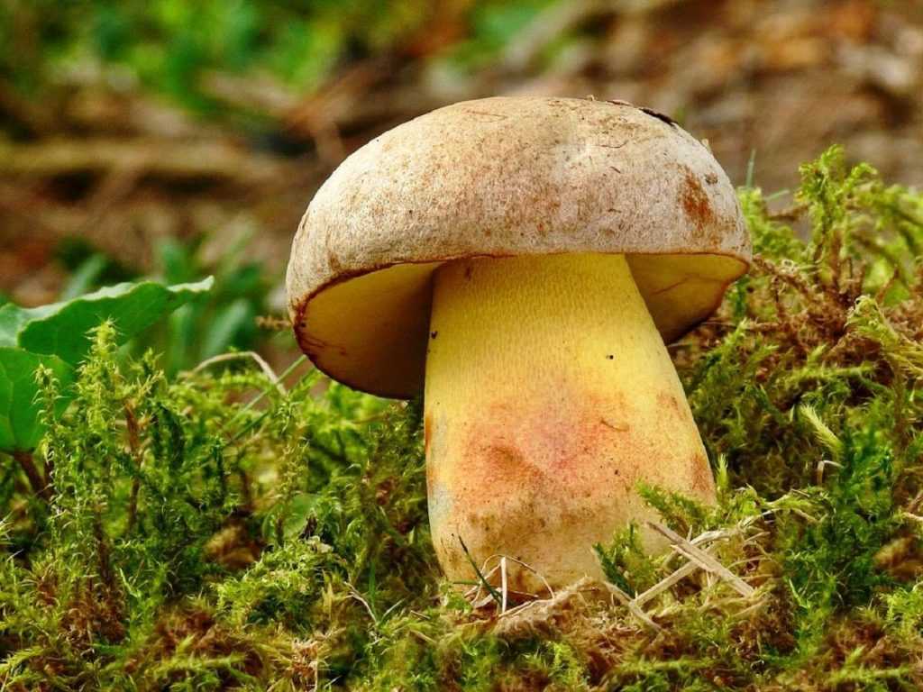 Белый гриб настоящий (boletus edulis) – грибы сибири