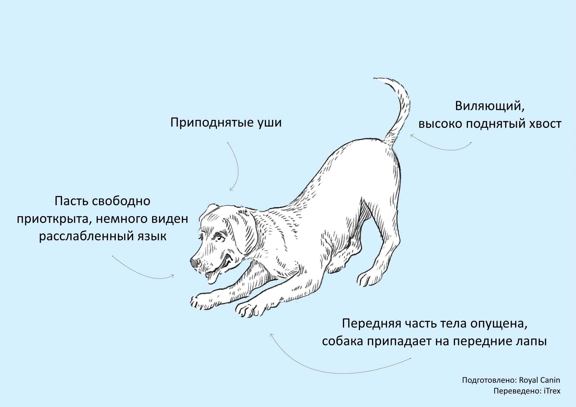 Иерархия в стае собак: как устроена система распределения ролей у питомцев