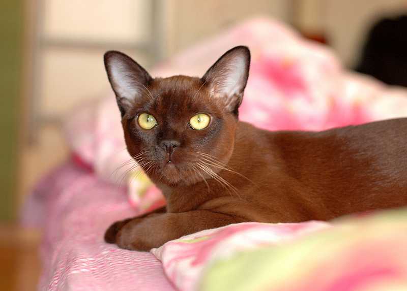 Характер бурманской кошки и стандарт породы