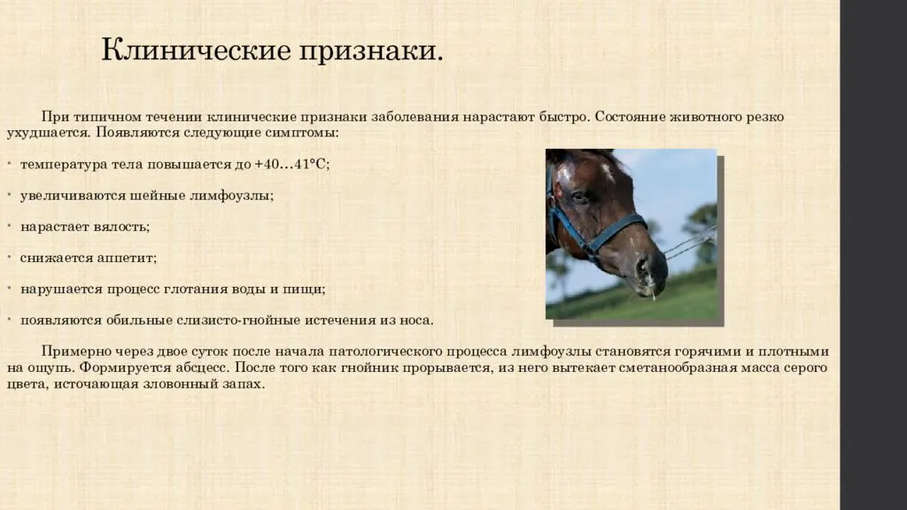 Что вы знаете об опасности болезни лошадей для человека?
