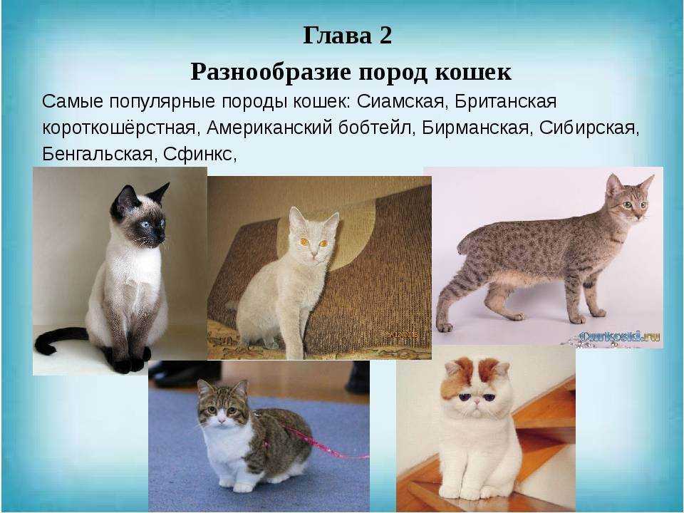 Породы кошек количество. Разные породы кошек. Породы кошек с названиями. Разнообразие пород кошек. Породистые кошки и их названия.