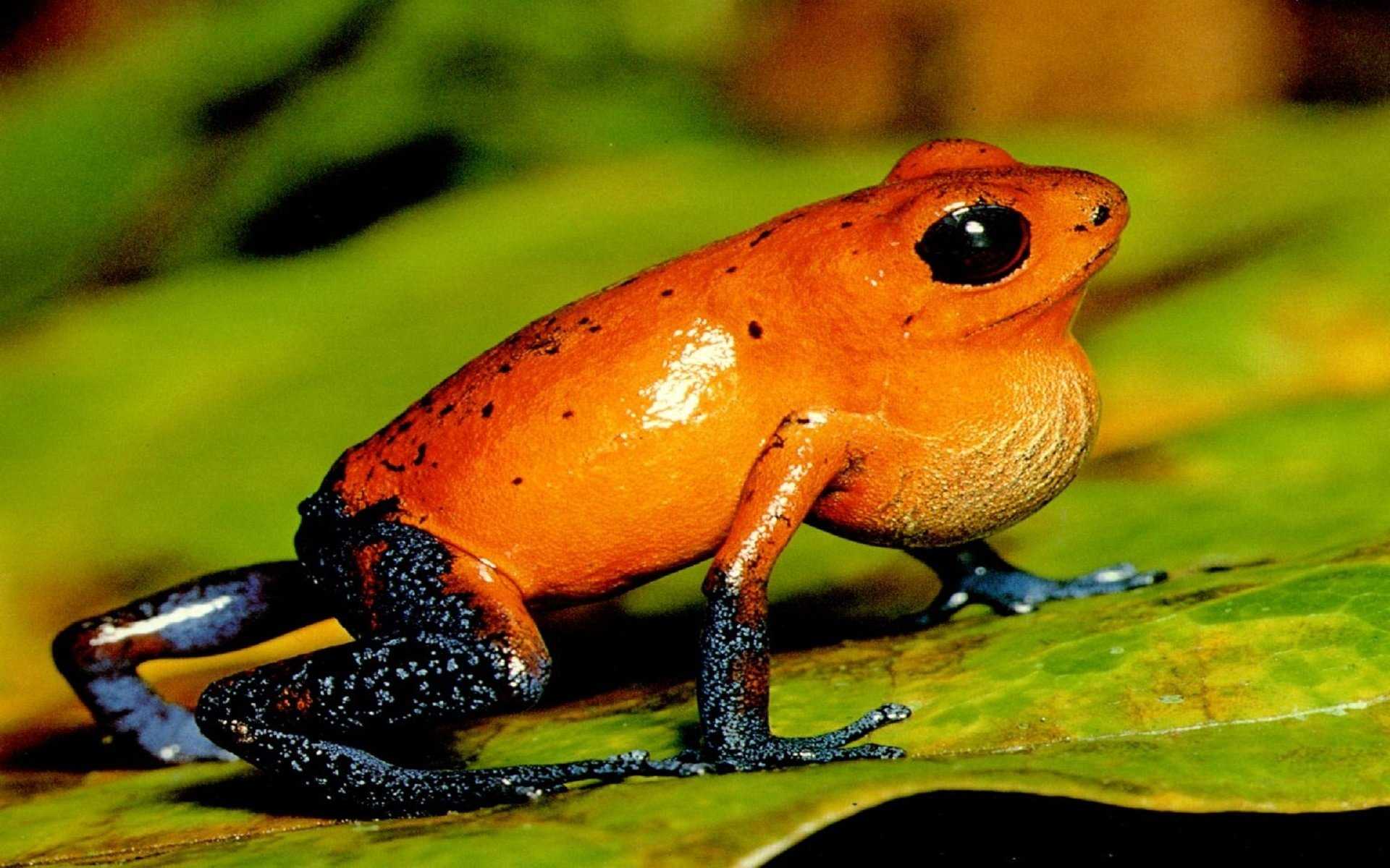 13 самых ядовитых лягушек в мире