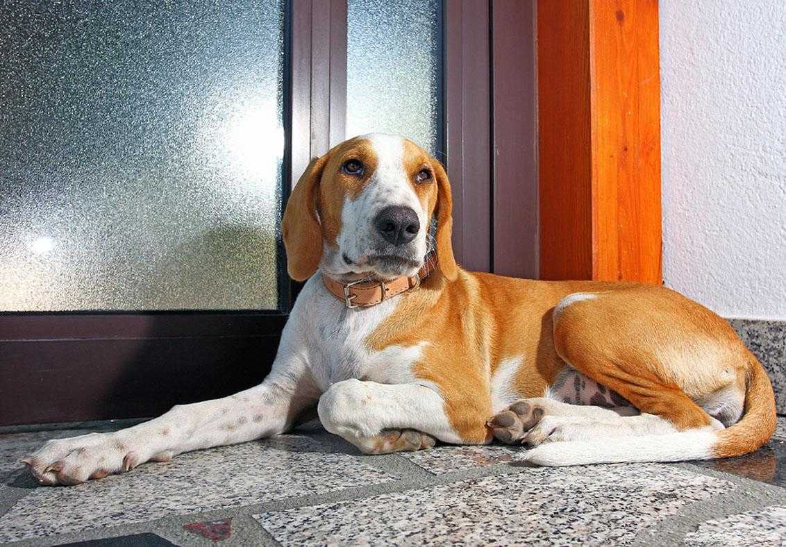Собаки компаньоны: список лучших пород - для квартиры, охранников, защитников, для ребенка и пожилых людей