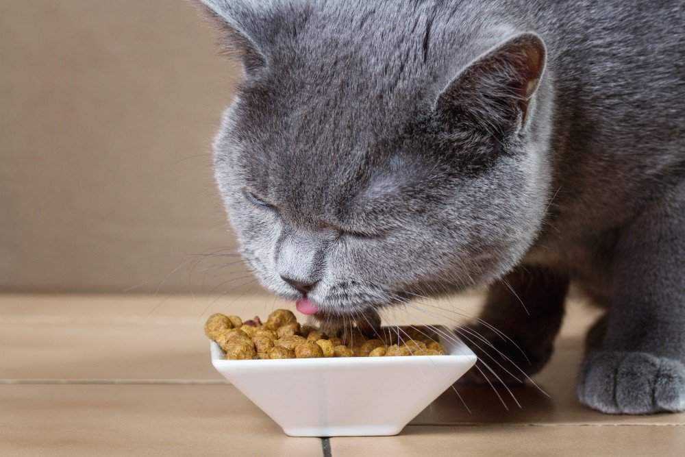 Как кормить стерилизованных кошек: полезные и нежелательные продукты