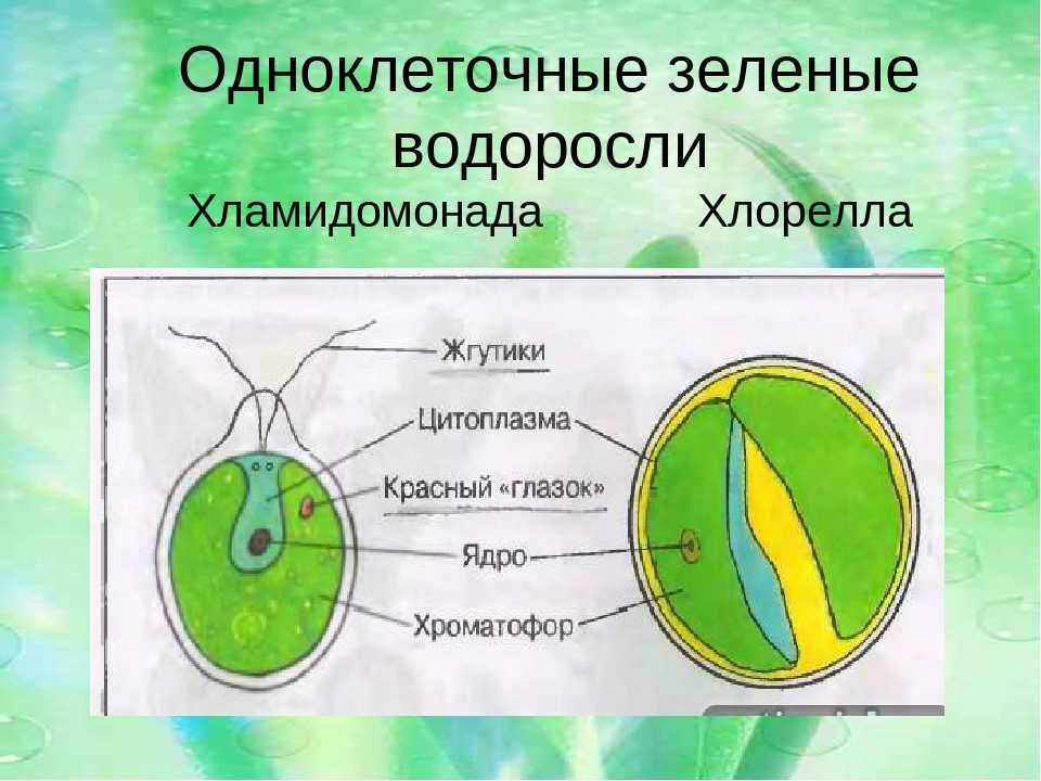 Водоросли. одноклеточные и многоклеточные водоросли.