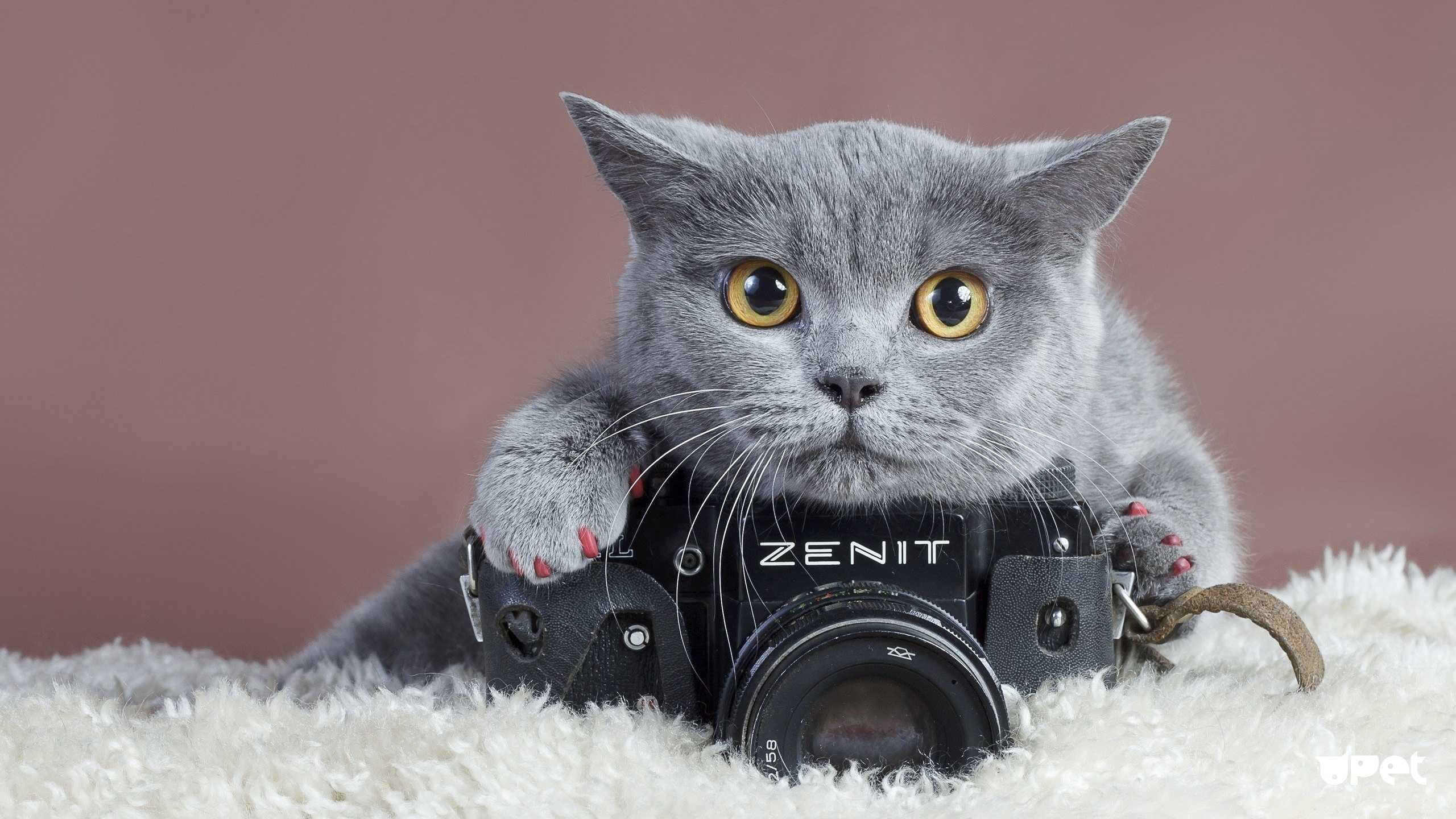 21 совет как фотографировать кошек