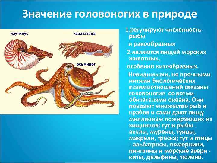 Презентация по биологии 7 класс моллюски класс головоногие