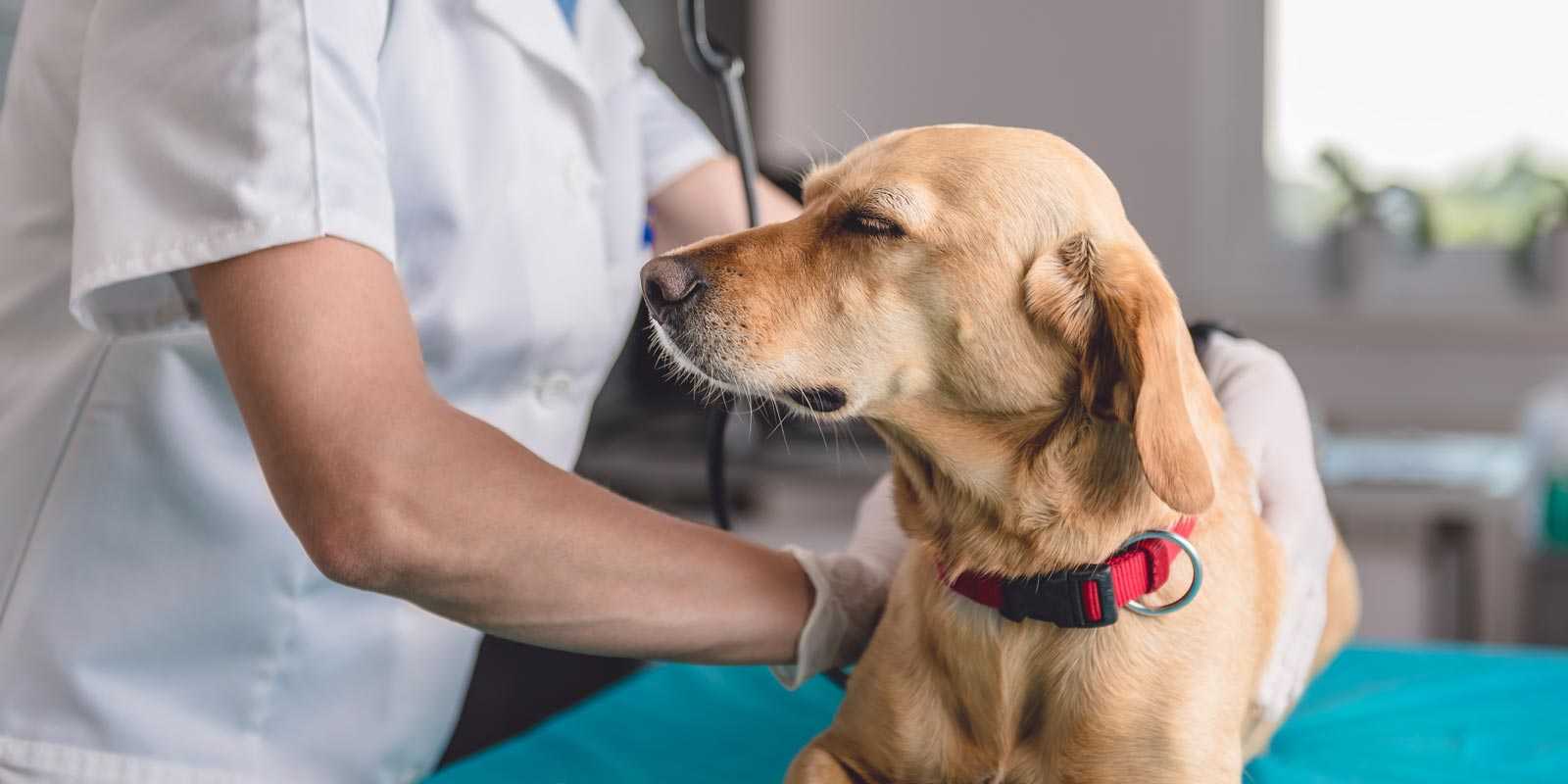 Брахицефалический синдром у собак — симптомы и лечение