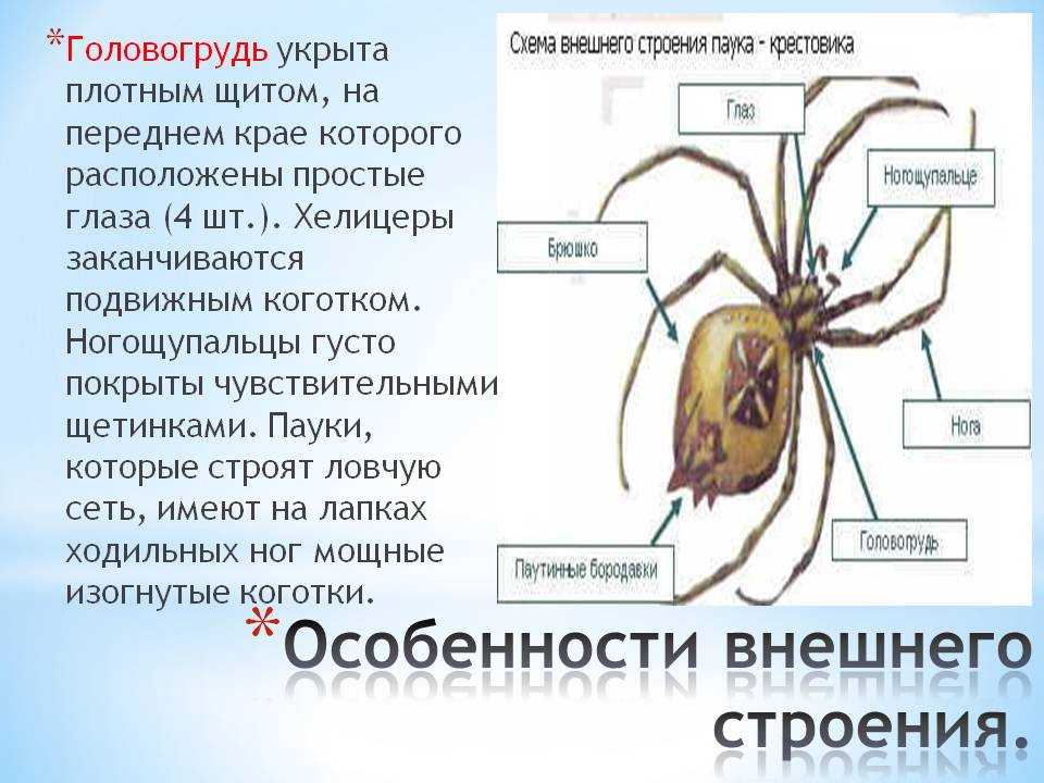 Яйца и коконы пауков • ира демина • научная картинка дня на «элементах» • арахнология