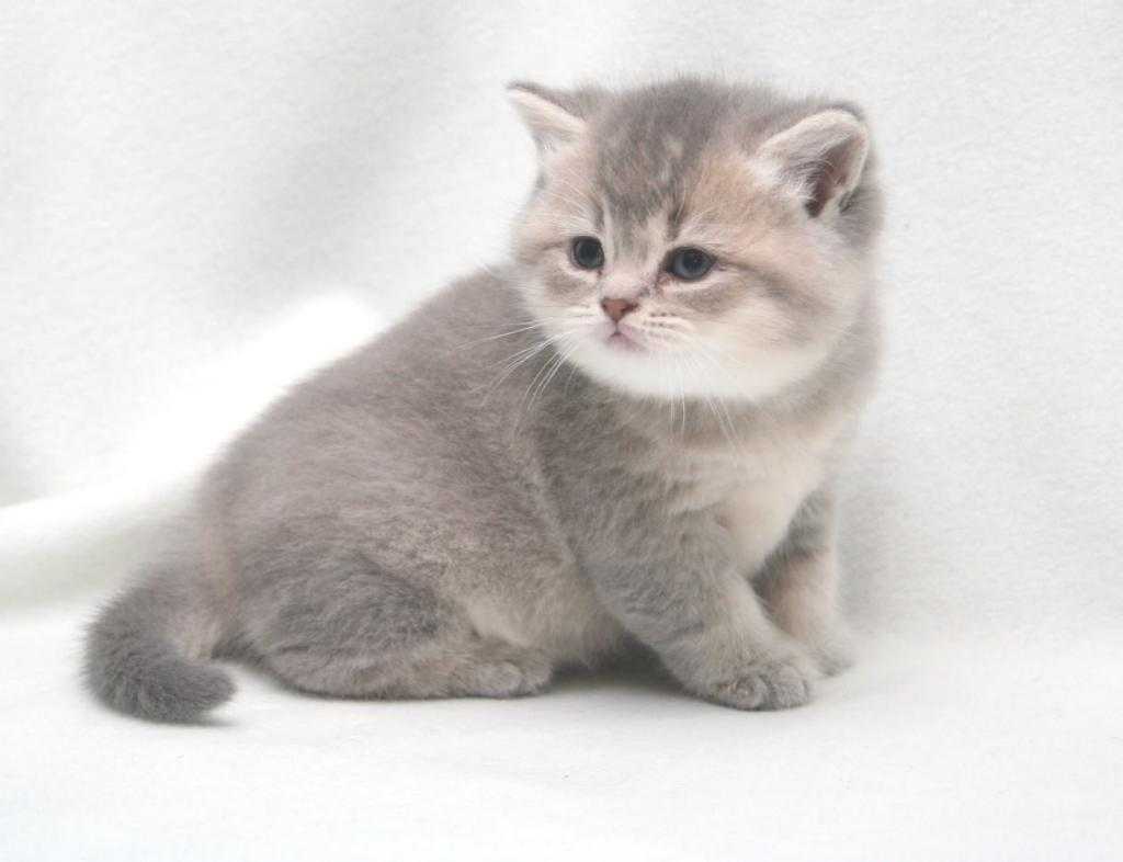 Британская короткошерстная кошка: описание породы, фото и особенности содержания