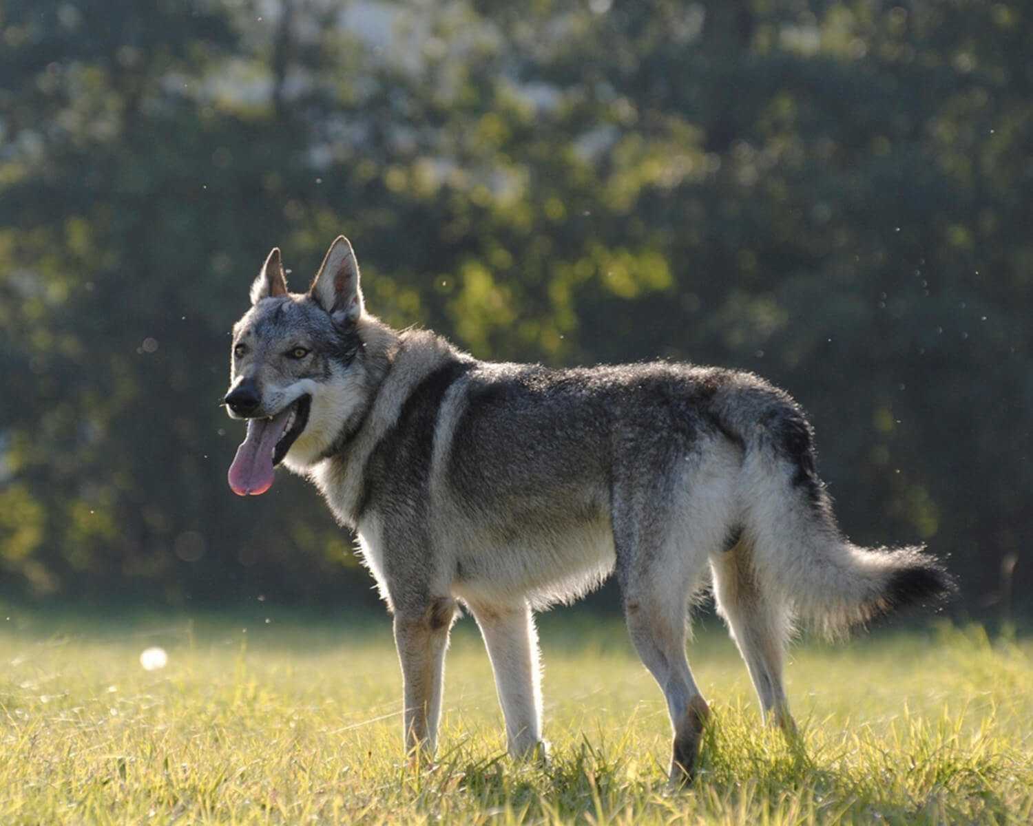 Всё о помеси собаки и волка: название породы, как выглядит собака