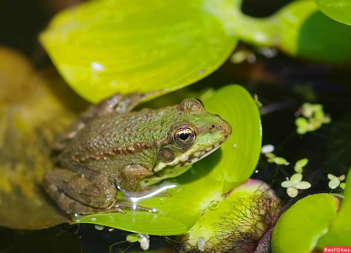 Жерлянка: общие сведения о лягушке, содержание жабы в домашних условиях