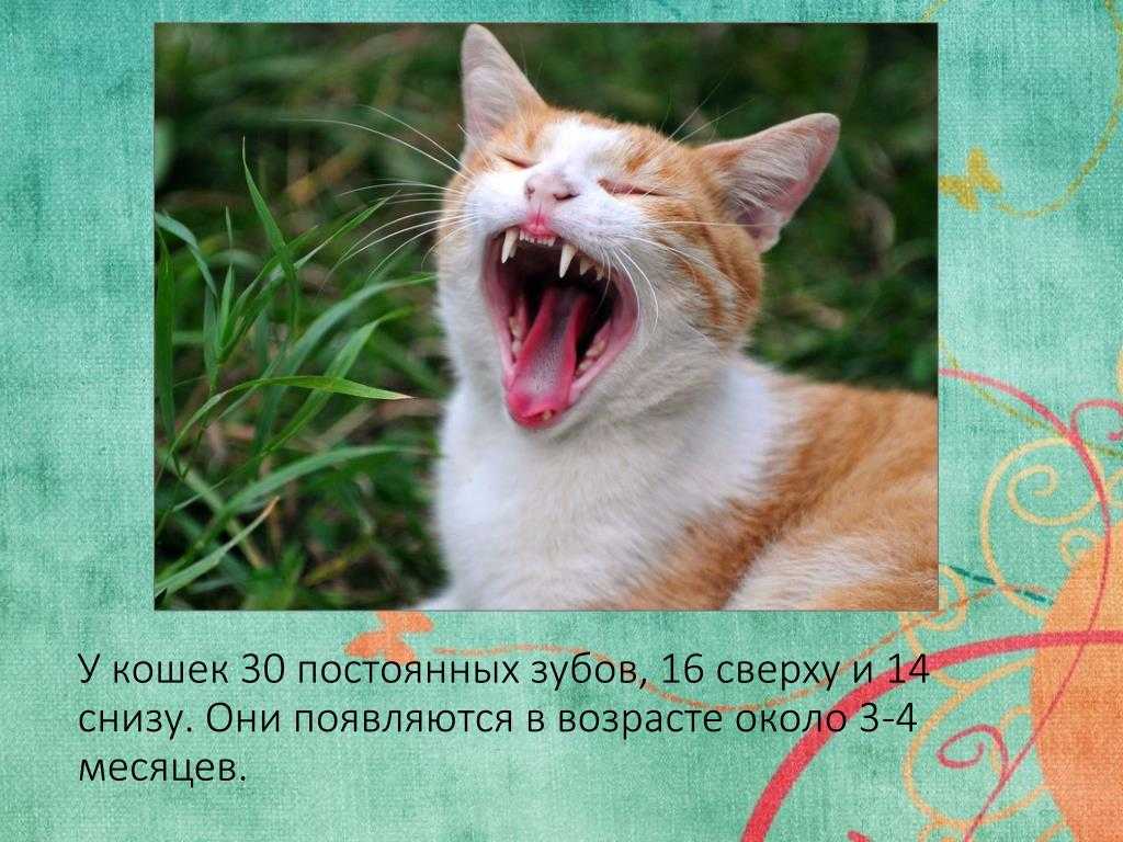 Сколько зубов у кошки: сроки появления и смены, гигиена полости рта