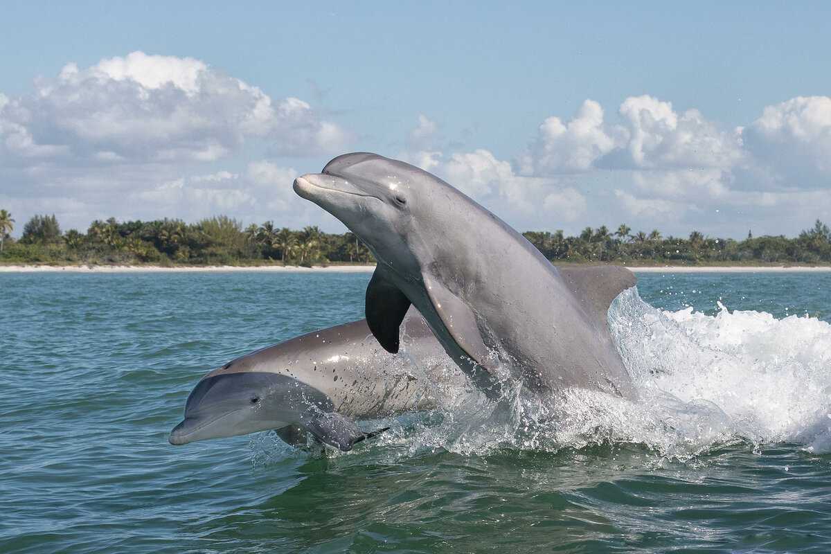 Чем так примечательны дельфины?
